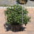 Prunus laurocerasus Chestnut Hill 289704